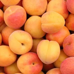 Apricot Kernel Oil