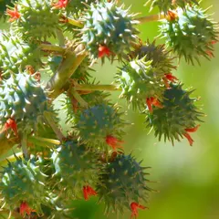 Castor Oil