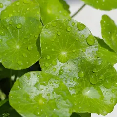 Centella Asiatica Extract