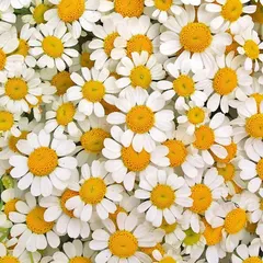 Chamomile Extract