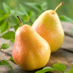 Pear Extract