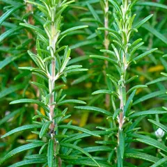 Rosemary Leaf Extract