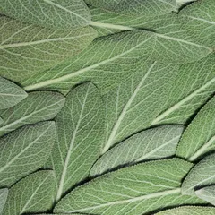 Sage Leaf Extract